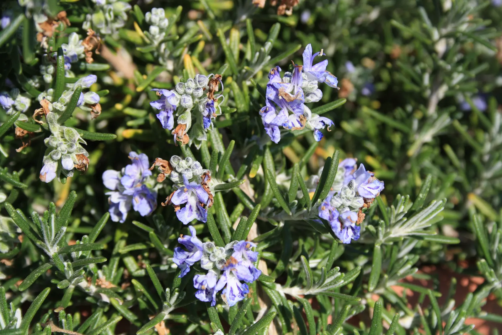 Rosemary (Rosmarinus Officinalis) — Rosemary (Rosmarinus officinalis) is a fragrant; its drought resistance makes it ideal for xeriscaping, image 101