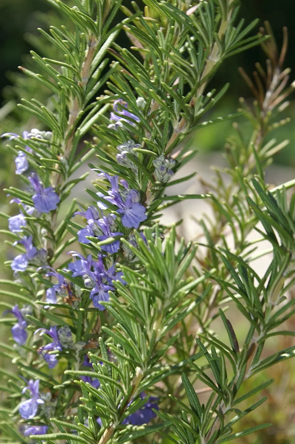 Rosemary (Rosmarinus Officinalis) — requiring a minimum of 6 to 8 hours of direct light daily; is a highly aromatic evergreen shrub, image 93