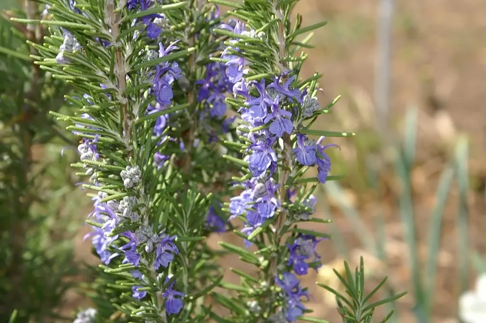 Rosemary (Rosmarinus Officinalis) — evergreen perennial herb valued for its needle-like leaves and woody stems; rosemary's dense foliage of, image 82