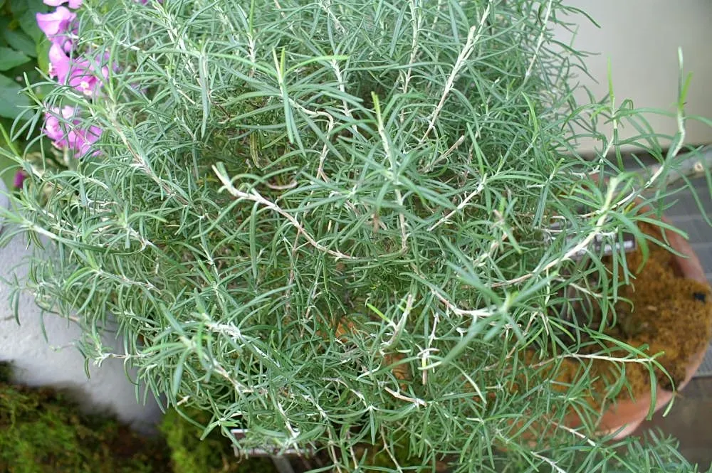Rosemary (Rosmarinus Officinalis) — herb for full; or as a part of a herb garden or xeriscape, image 100