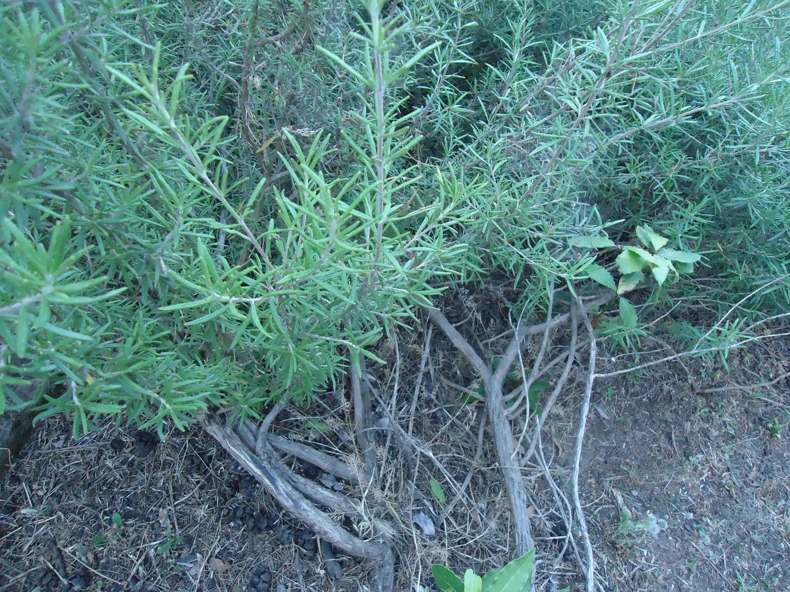 Rosemary (Rosmarinus Officinalis) — In spring to early summer, it produces small, bee-attracting, blue to purplish flowers; rosemary thrives in, image 65