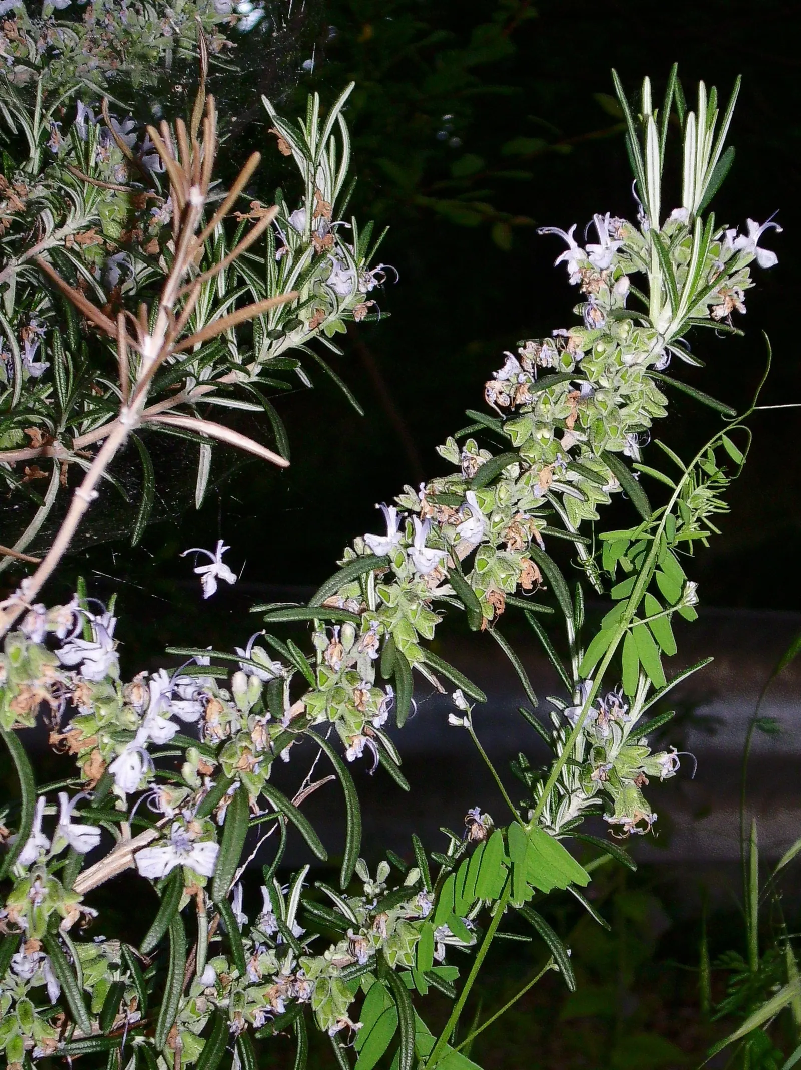 Rosemary (Rosmarinus Officinalis) — renowned for its versatility and resilience in various landscape settings; herb for full, image 89
