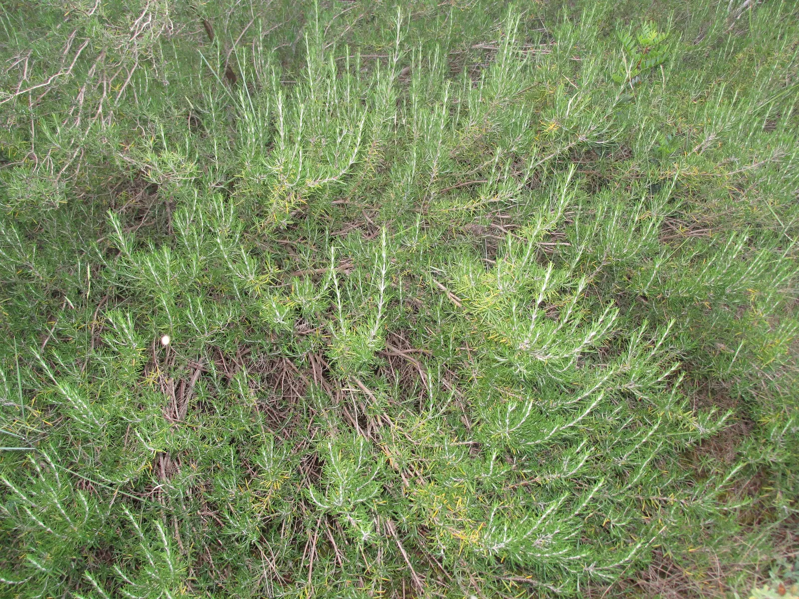Rosemary (Rosmarinus Officinalis) — consider its utility as a border plant; renowned for its versatility and resilience in various landscape, image 76