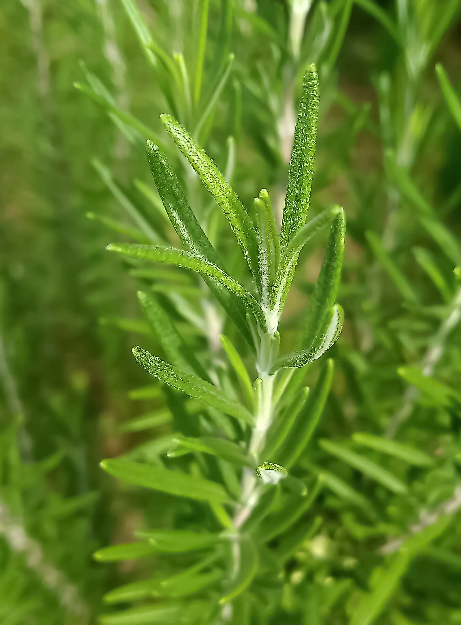 Rosemary (Rosmarinus Officinalis) — botanical name *Rosmarinus officinalis*; hardy in USDA zones 8-10, rosemary pairs well with other Mediterranean, image 87