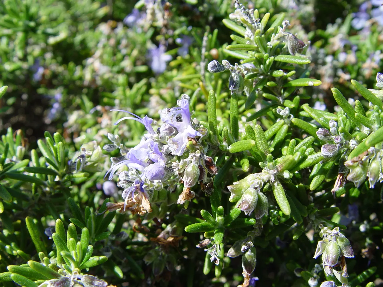 Rosemary (Rosmarinus Officinalis) — pale-blue to violet flowers that are particularly attractive to pollinators such as bees and butterflies, image 75