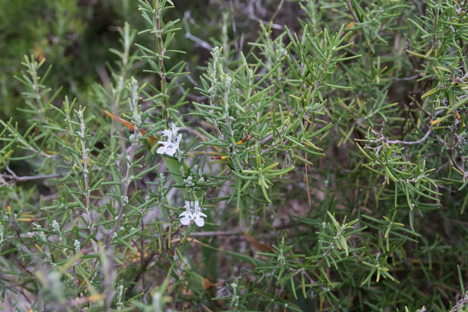 Rosemary (Rosmarinus Officinalis) — botanical name *Rosmarinus officinalis*; hardy in USDA zones 8-10, rosemary pairs well with other Mediterranean, image 107