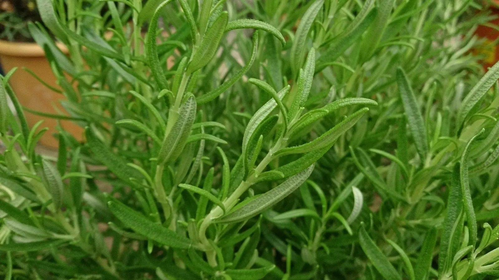 Rosemary (Rosmarinus Officinalis) — renowned for its versatility and resilience in various landscape settings; herb for full, image 69