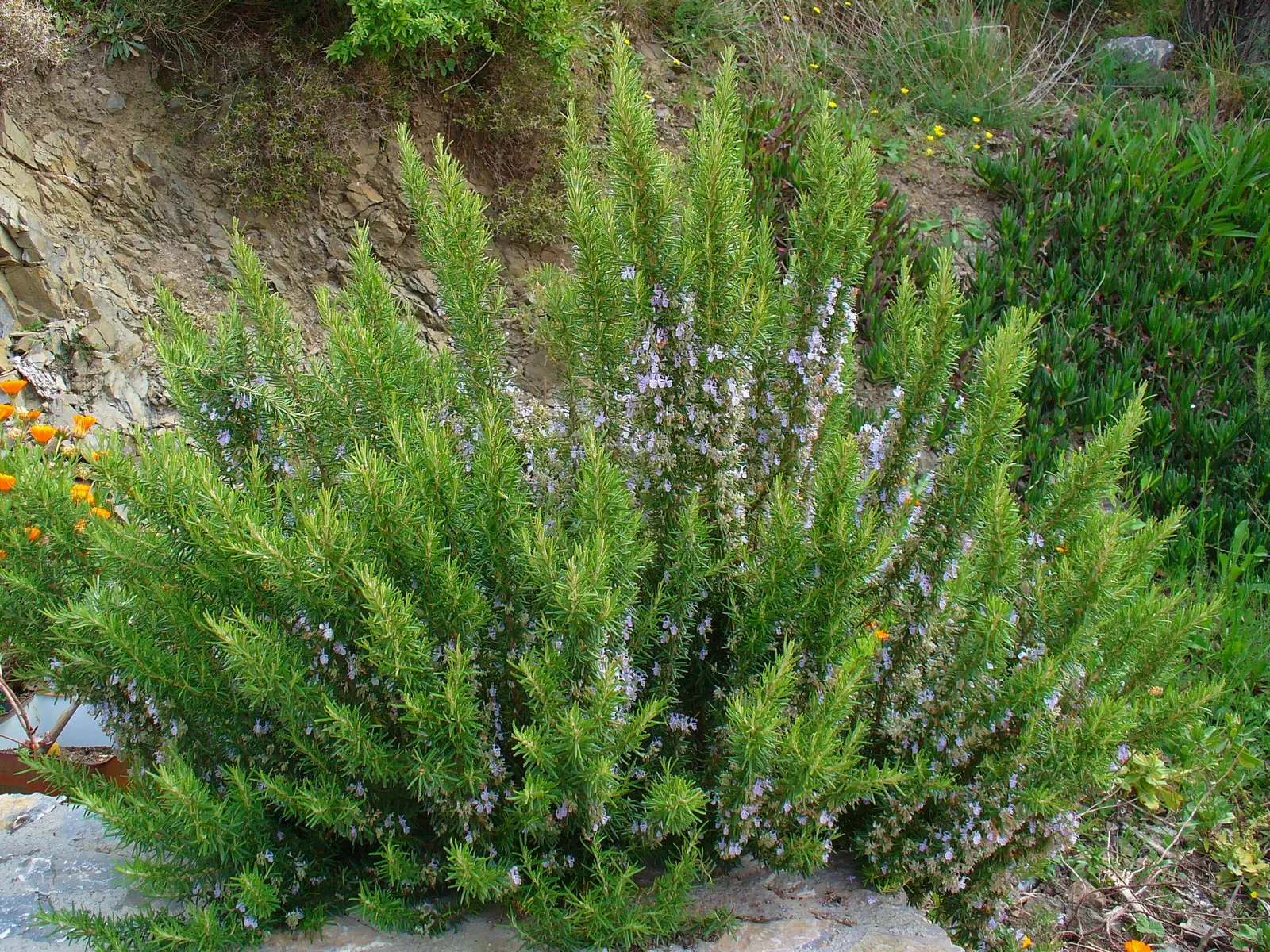 Rosemary (Rosmarinus Officinalis) — Typically reaching heights of 3 to 5 feet with a comparable spread; botanical name *Rosmarinus officinalis*, image 90
