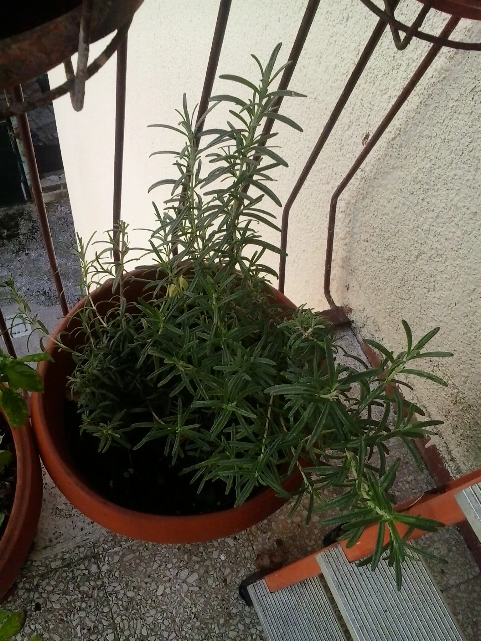 Rosemary (Rosmarinus Officinalis) — is a highly aromatic evergreen shrub; requiring a minimum of 6 to 8 hours of direct light daily, image 88