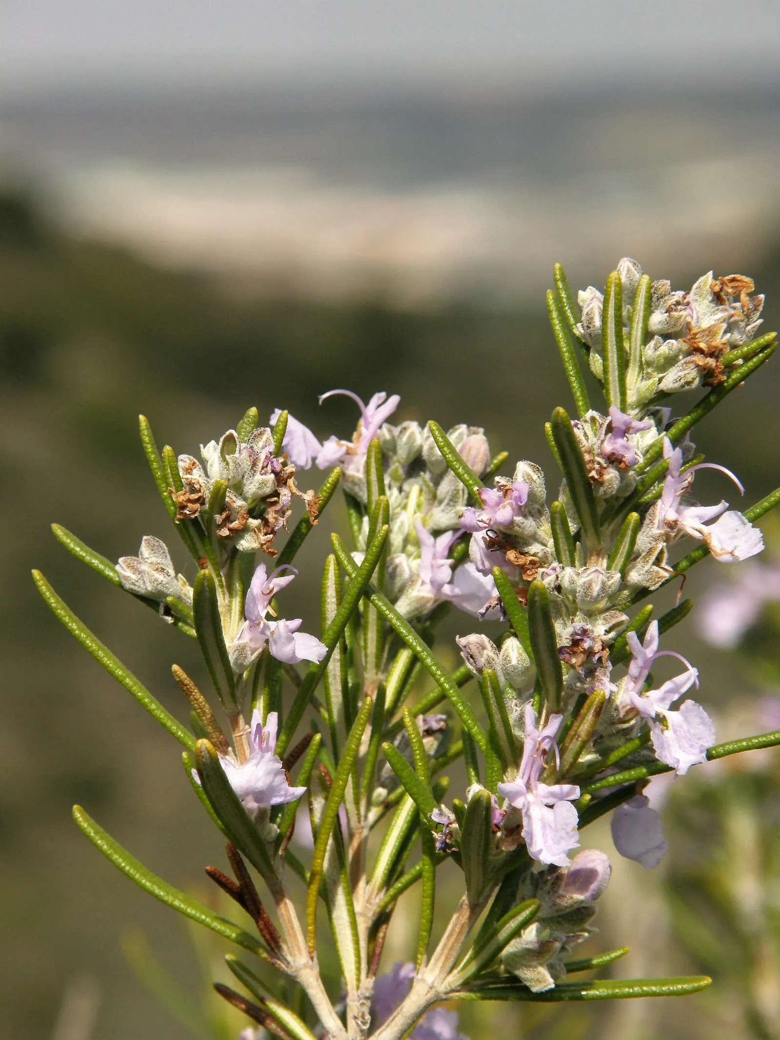 Rosemary (Rosmarinus Officinalis) — Rosemary's dense foliage of needle-like leaves provides a robust texture and a rich; this sun-loving perennial, image 91