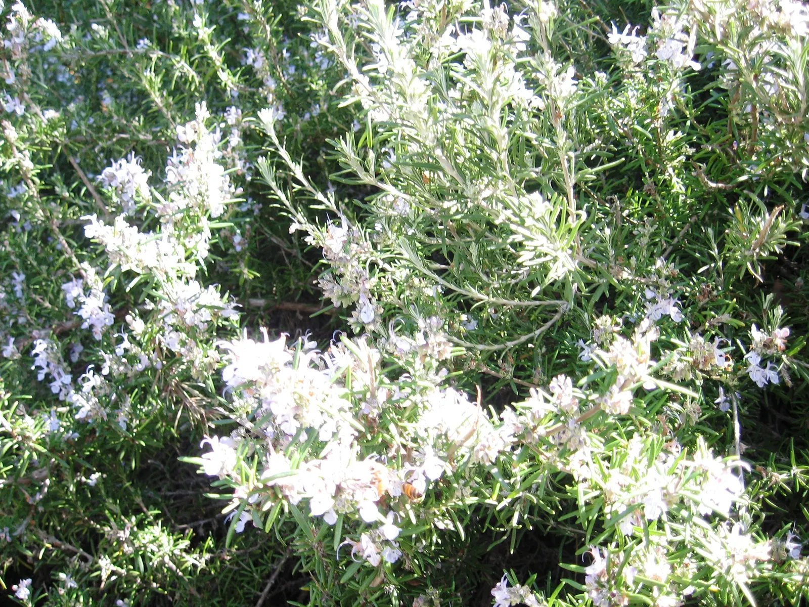 Rosemary (Rosmarinus Officinalis) — Hardy in USDA zones 8-10, rosemary pairs well with other Mediterranean plants in landscape designs; herb with, image 106