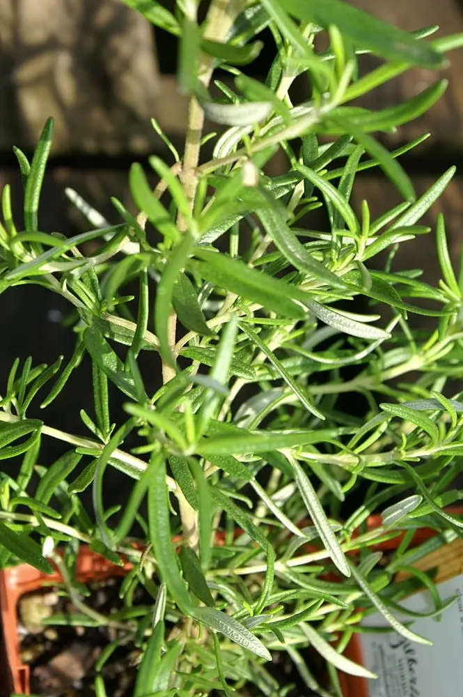 Rosemary (Rosmarinus Officinalis) — This sun-loving perennial is hardy in USDA zones 7 through 10 and tolerates a wide temperature range; pale-blue, image 74