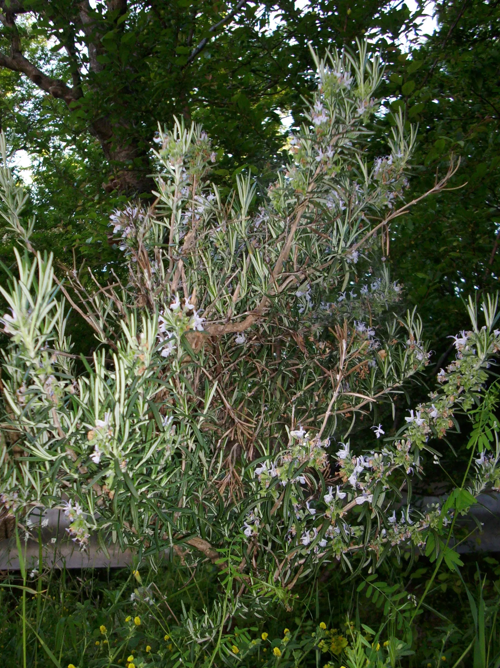 Rosemary (Rosmarinus Officinalis) — This sun-loving perennial is hardy in USDA zones 7 through 10 and tolerates a wide temperature range; pale-blue, image 114