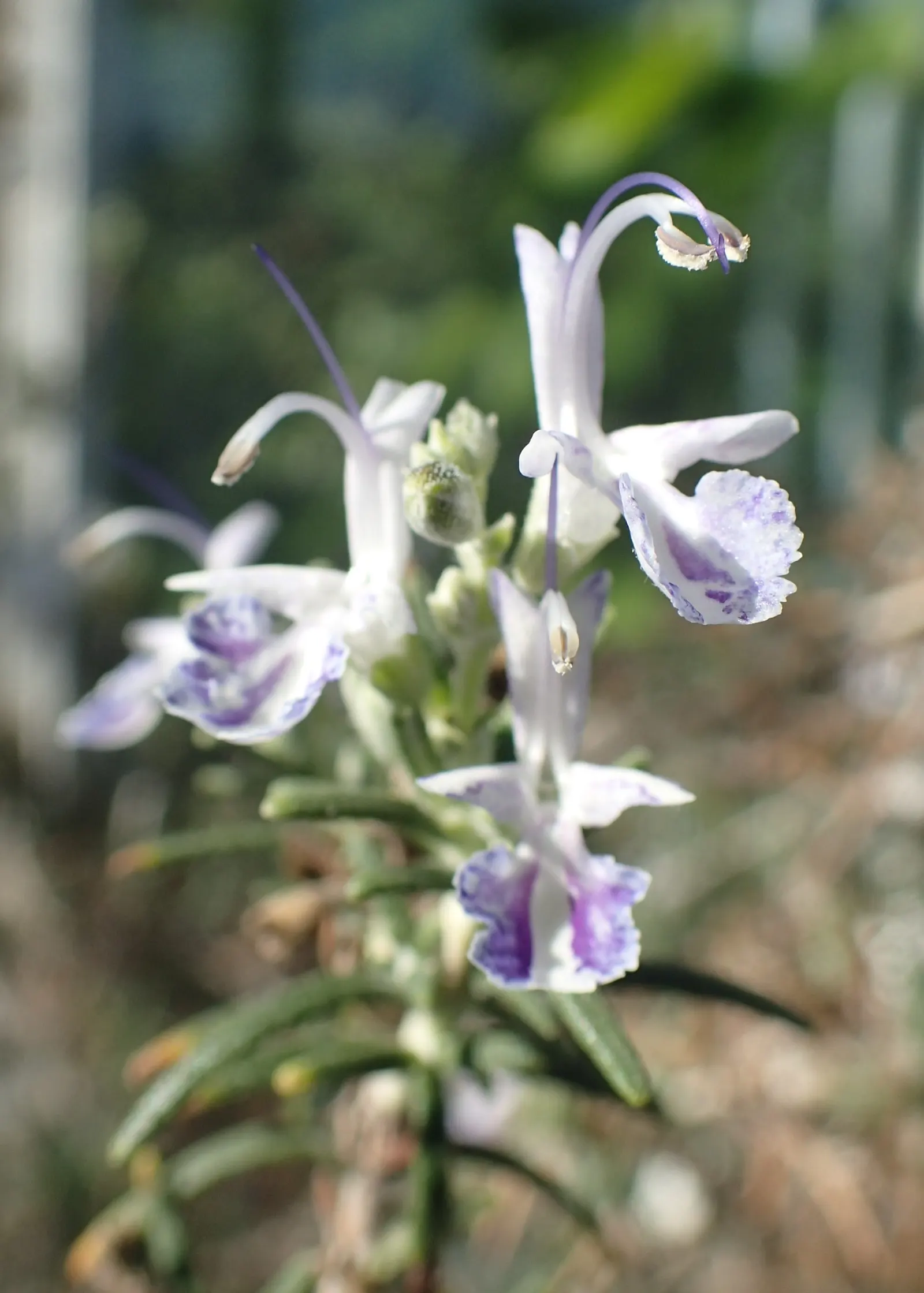 Rosemary (Rosmarinus Officinalis) — Rosemary's dense foliage of needle-like leaves provides a robust texture and a rich; this sun-loving perennial, image 111
