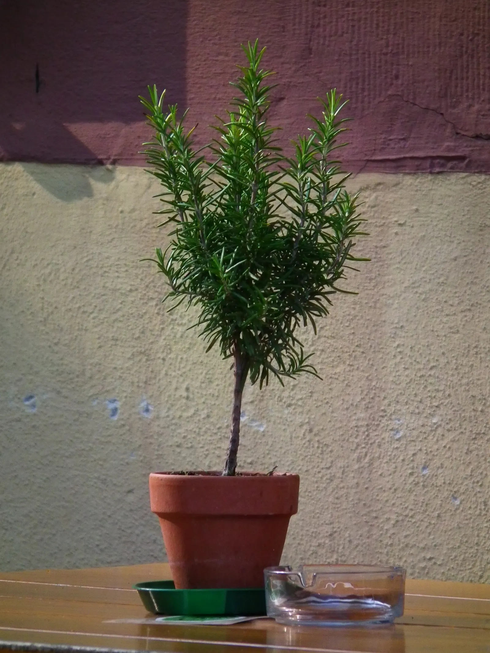 Rosemary (Rosmarinus Officinalis) — evergreen perennial herb valued for its needle-like leaves and woody stems; rosemary's dense foliage of, image 102