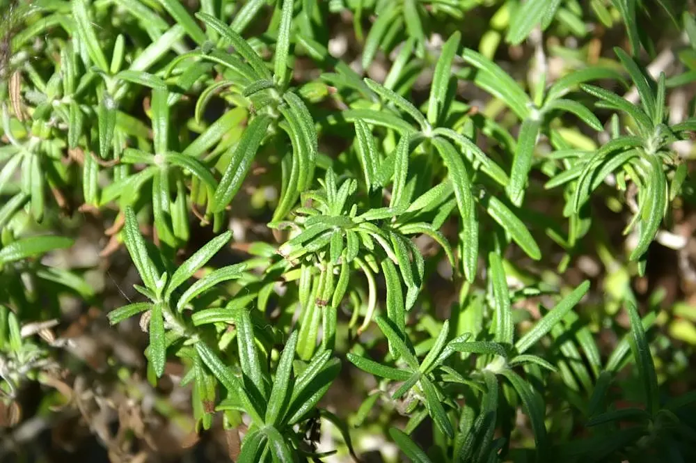 Rosemary (Rosmarinus Officinalis) — Thriving in full sun, it reaches heights of 3-5 feet with a spread of 2-4 feet; blue flowers in the garden, image 83