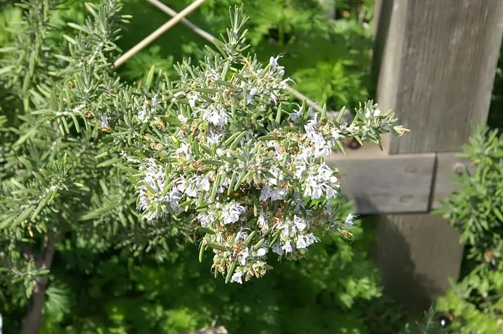 Rosemary (Rosmarinus Officinalis) — In spring to early summer, it produces small, bee-attracting, blue to purplish flowers; rosemary thrives in, image 85