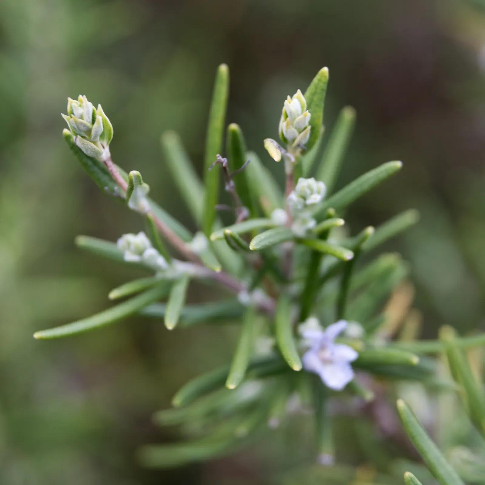 Rosemary (Rosmarinus Officinalis) — Its drought resistance makes it ideal for xeriscaping; in spring to early summer, it produces small, image 104
