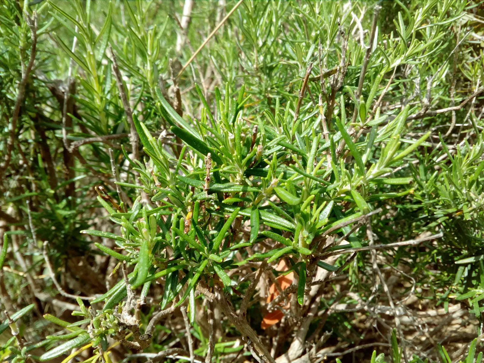 Rosemary (Rosmarinus Officinalis) — consider its utility as a border plant; renowned for its versatility and resilience in various landscape, image 56