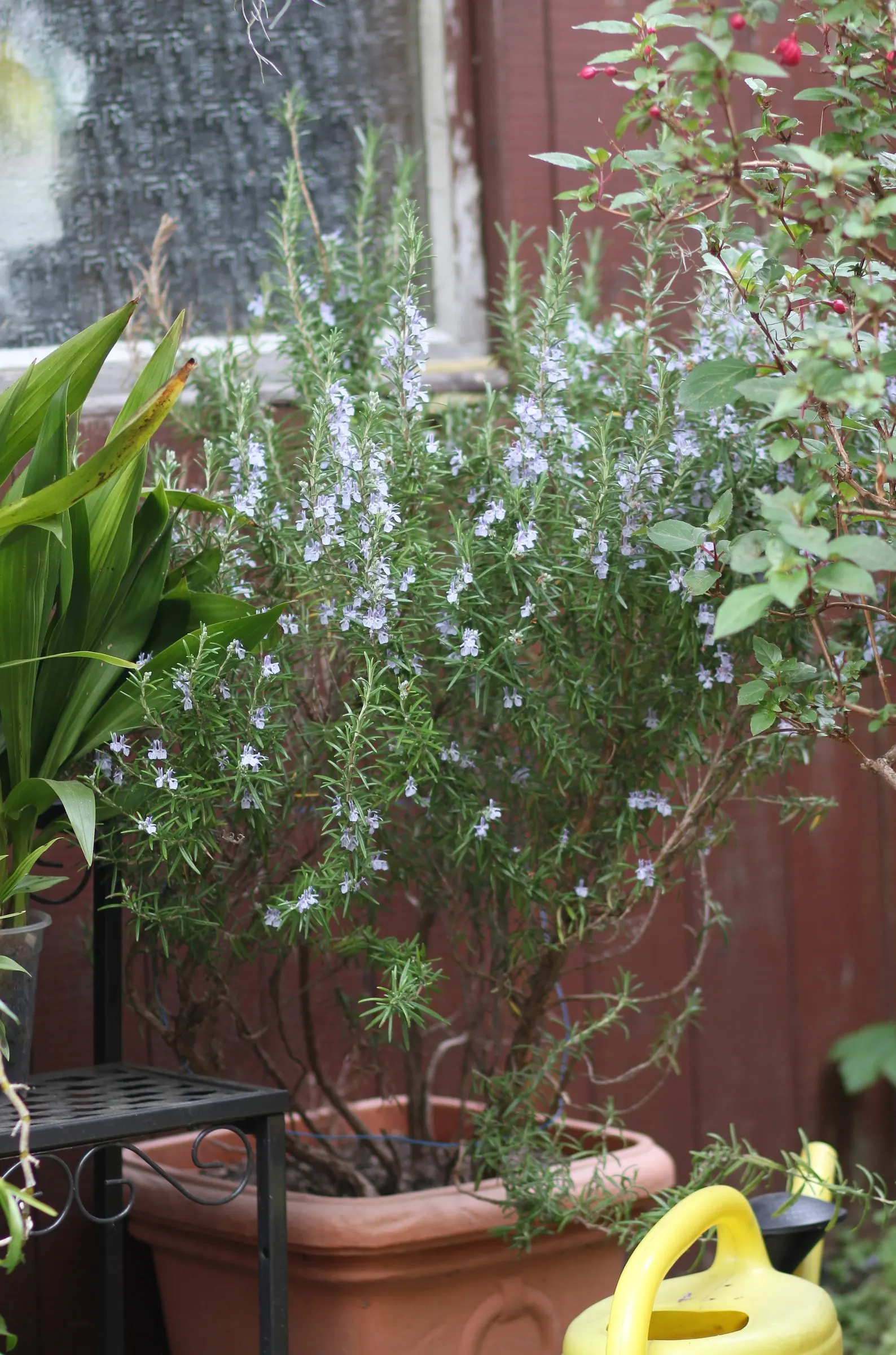 Rosemary (Rosmarinus Officinalis) — Rosemary's dense foliage of needle-like leaves provides a robust texture and a rich; this sun-loving perennial is hardy in