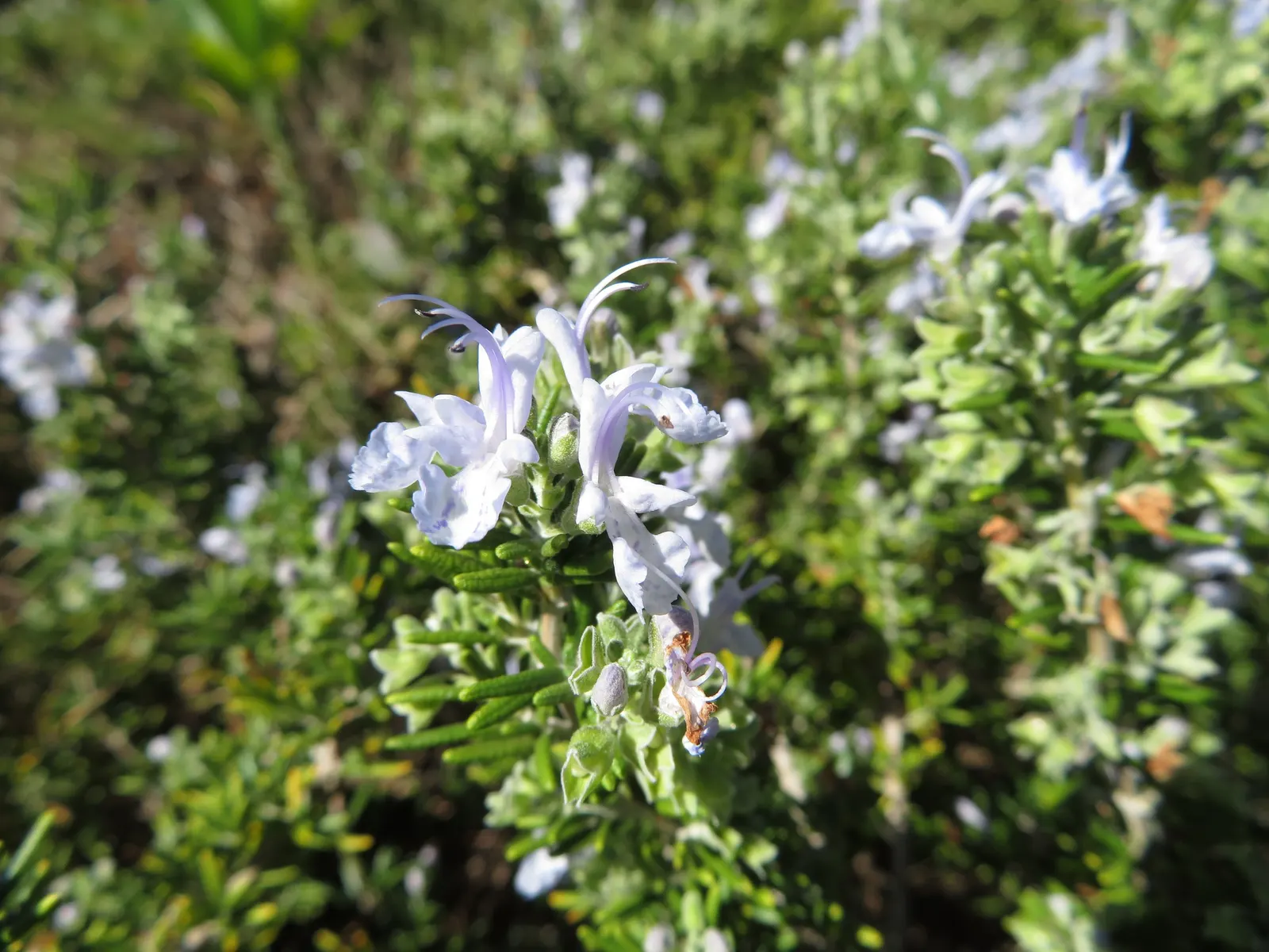 Rosemary (Rosmarinus Officinalis) — This sun-loving perennial is hardy in USDA zones 7 through 10 and tolerates a wide temperature range; pale-blue to violet