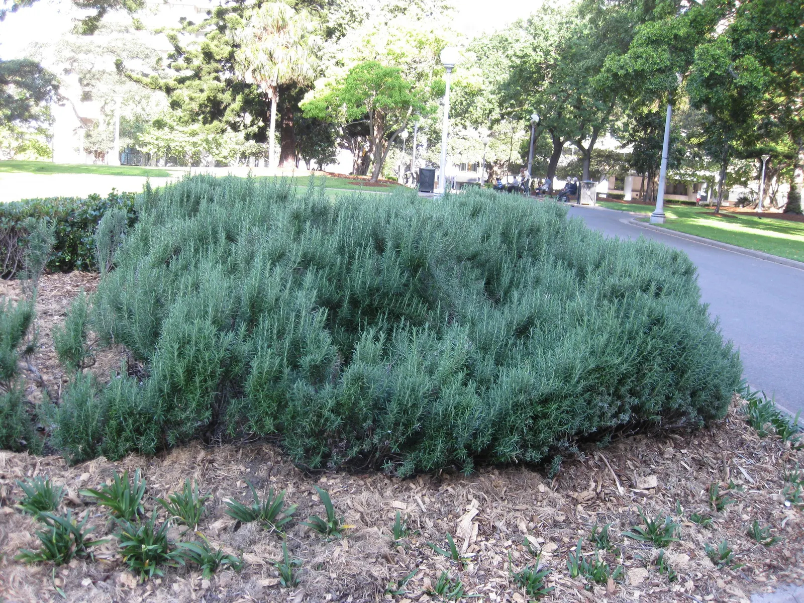 Rosemary (Rosmarinus Officinalis) — pale-blue to violet flowers that are particularly attractive to pollinators such as bees and butterflies, image 55