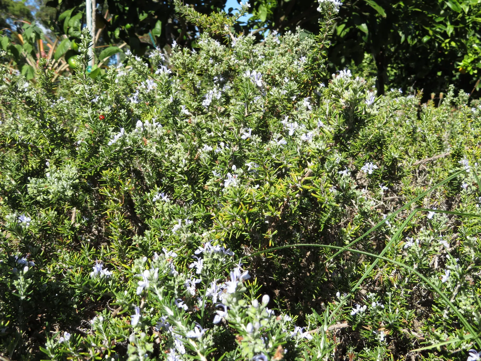 Rosemary (Rosmarinus Officinalis) — requiring a minimum of 6 to 8 hours of direct light daily; is a highly aromatic evergreen shrub