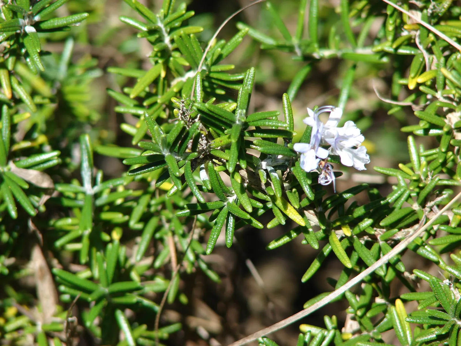 Rosemary (Rosmarinus Officinalis) — Its drought resistance makes it ideal for xeriscaping; in spring to early summer, it produces small, image 44