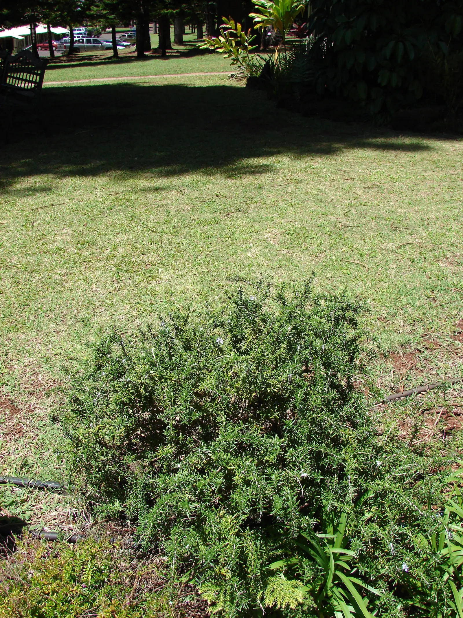 Rosemary (Rosmarinus Officinalis) — Hardy in USDA zones 8-10, rosemary pairs well with other Mediterranean plants in landscape designs; herb with, image 46