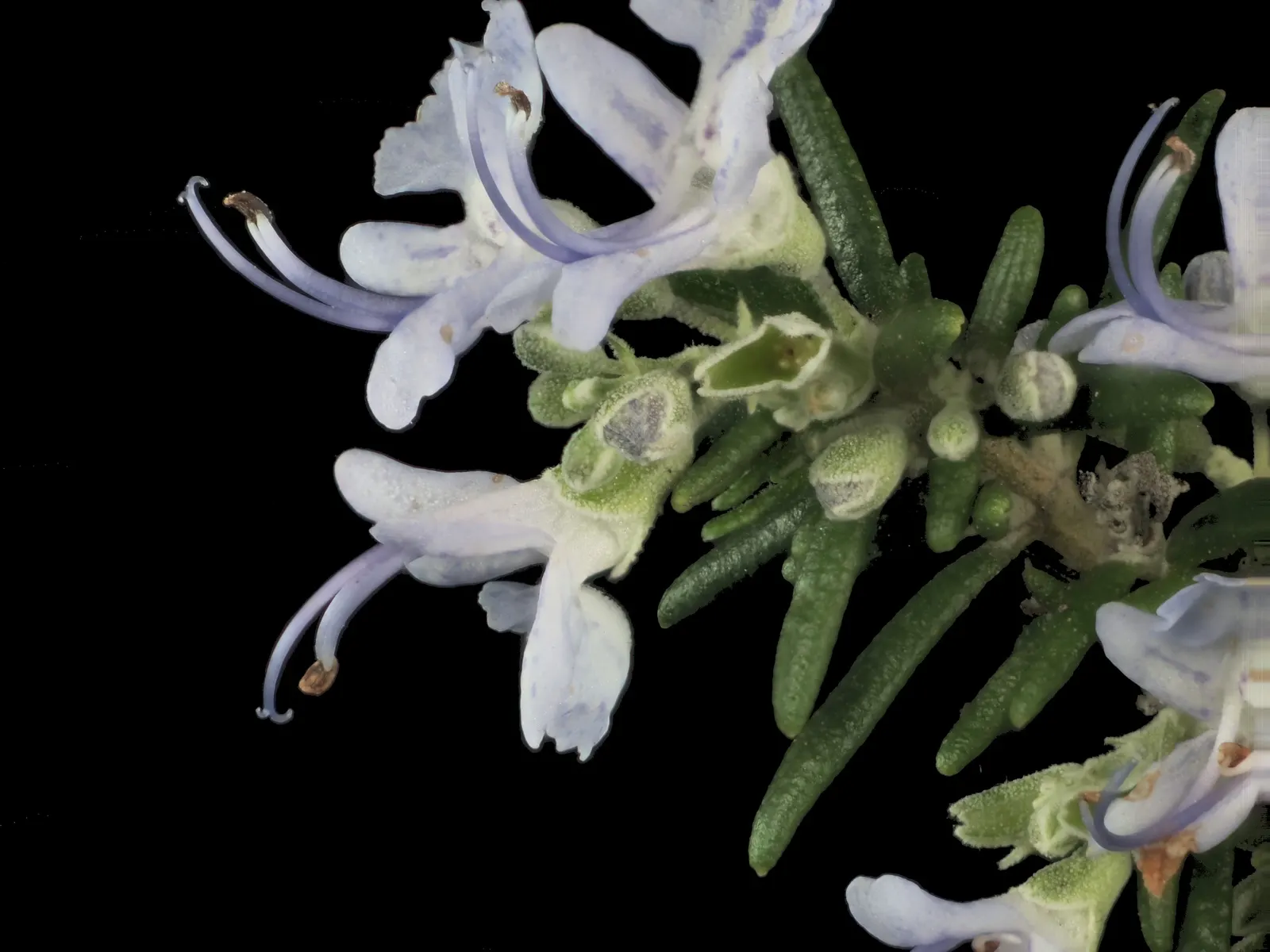 Rosemary (Rosmarinus Officinalis) — evergreen perennial herb valued for its needle-like leaves and woody stems; rosemary's dense foliage of, image 62