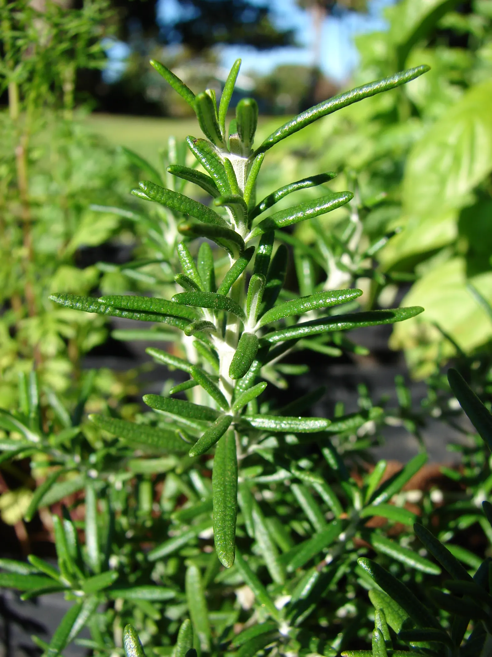 Rosemary (Rosmarinus Officinalis) — evergreen perennial herb valued for its needle-like leaves and woody stems; rosemary's dense foliage of, image 42