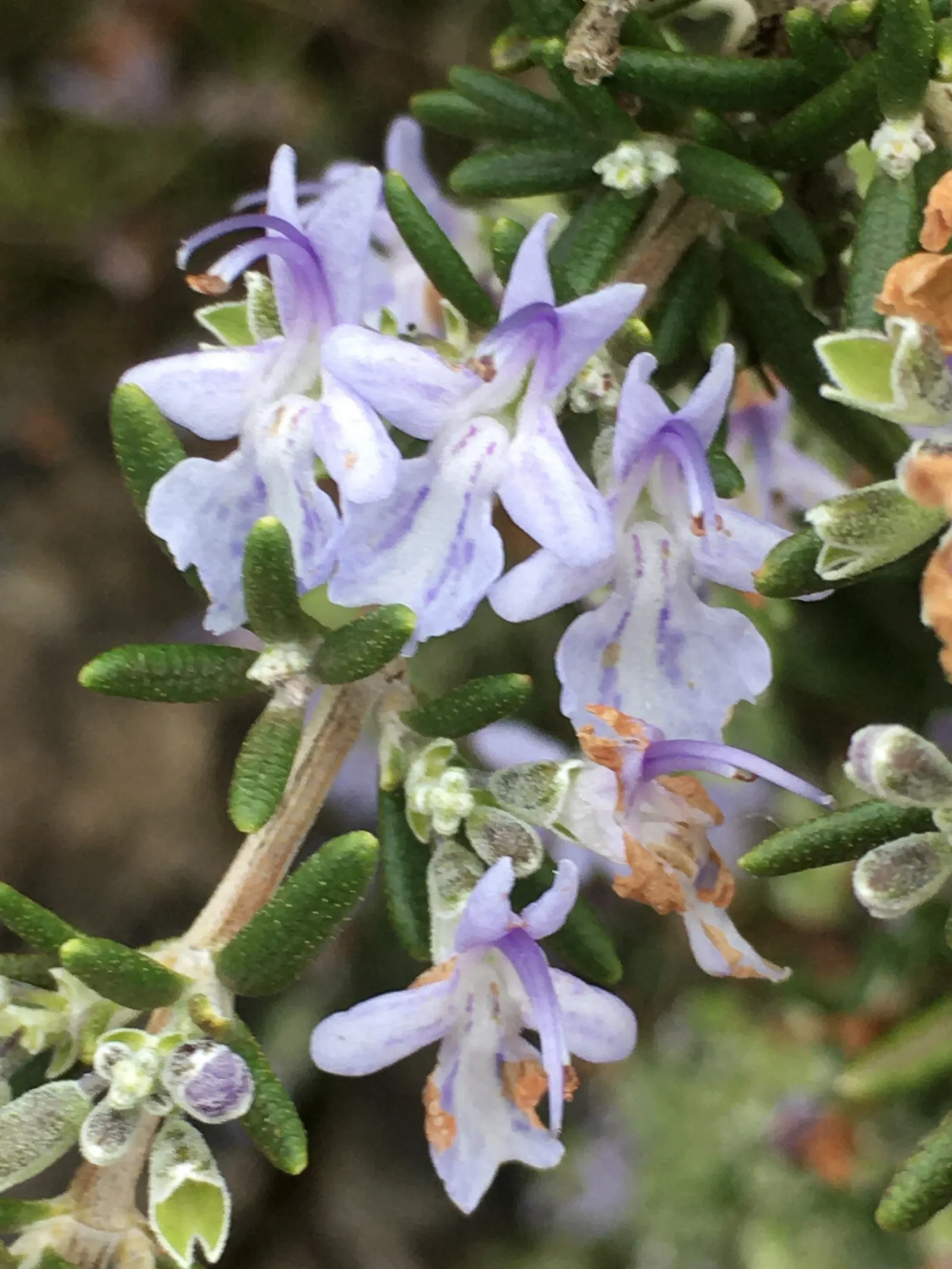 Rosemary (Rosmarinus Officinalis) — This sun-loving perennial is hardy in USDA zones 7 through 10 and tolerates a wide temperature range; pale-blue, image 54