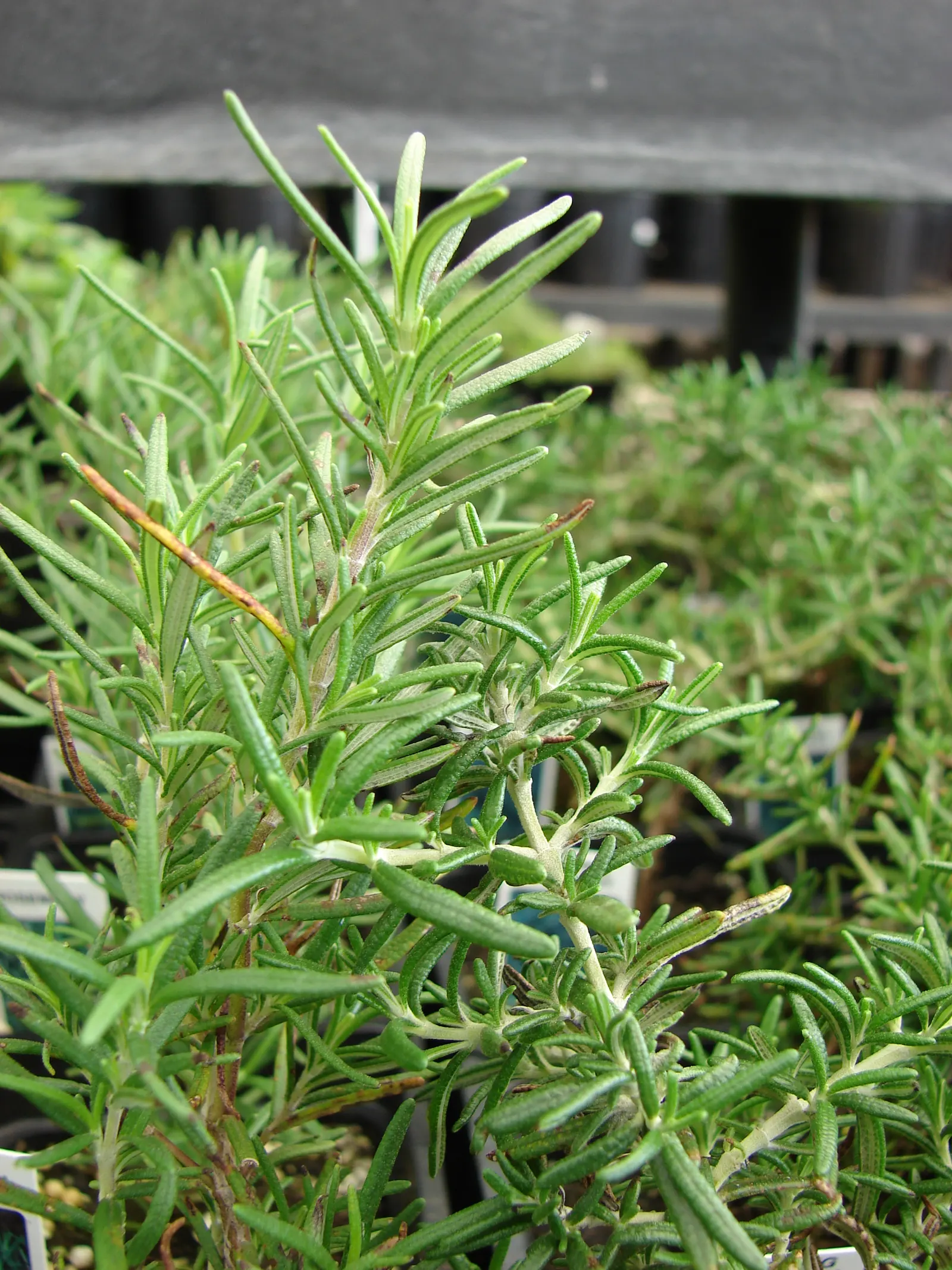 Rosemary (Rosmarinus Officinalis) — blue flowers in the garden; thriving in full sun, it reaches heights of 3-5 feet with a spread of 2-4 feet