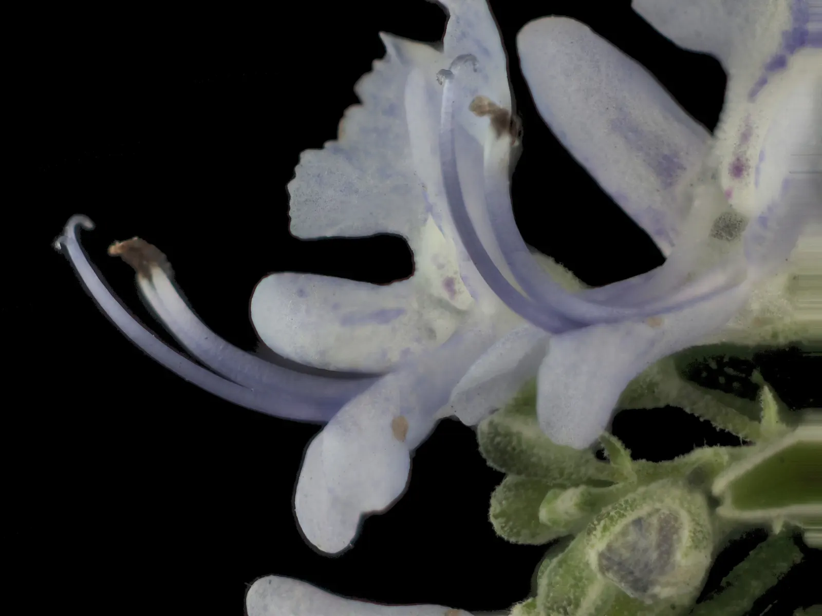 Rosemary (Rosmarinus Officinalis) — Rosemary (Rosmarinus officinalis) is a fragrant; its drought resistance makes it ideal for xeriscaping, image 61