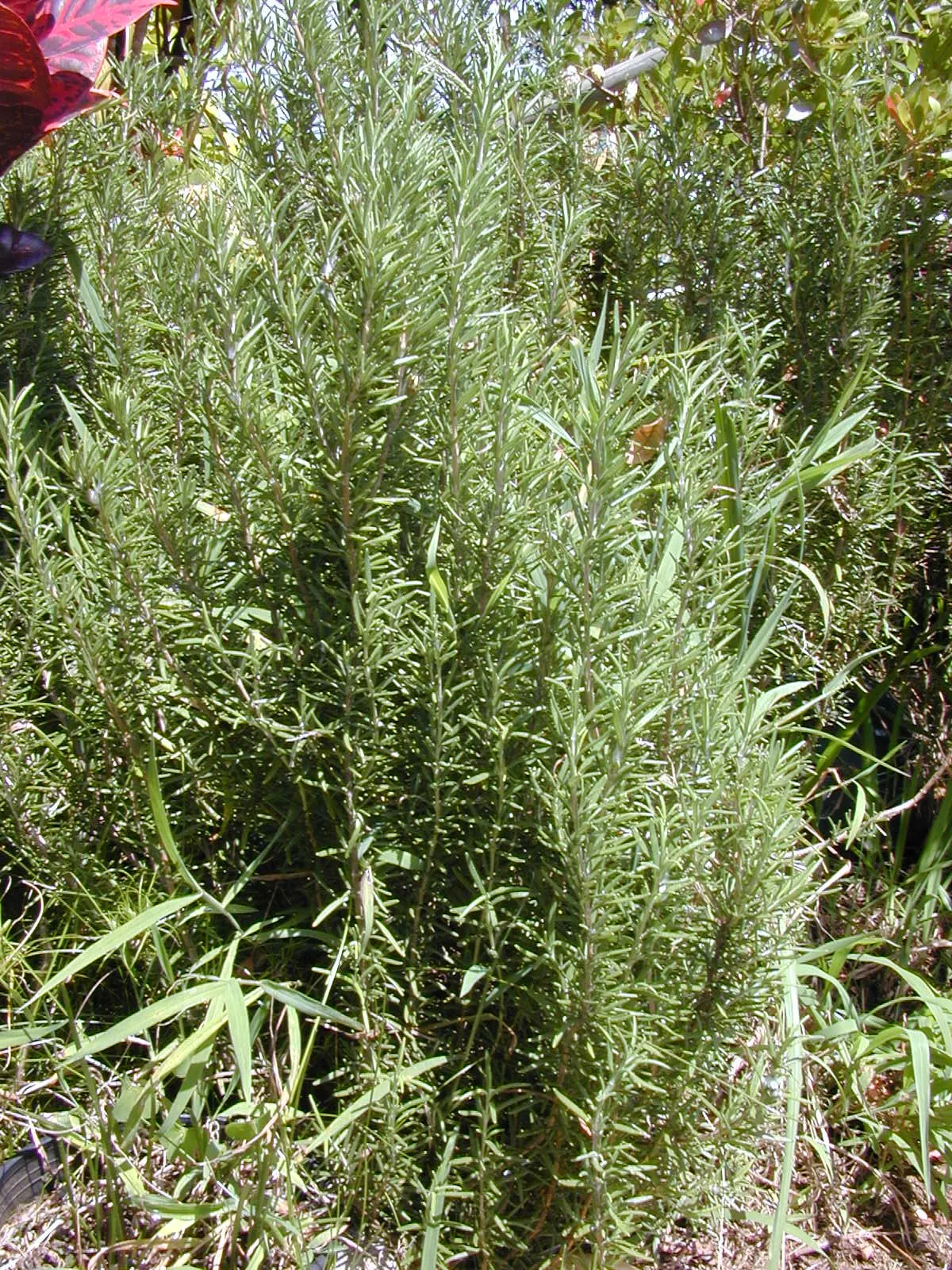 Rosemary (Rosmarinus Officinalis) — pale-blue to violet flowers that are particularly attractive to pollinators such as bees and butterflies; evergreen