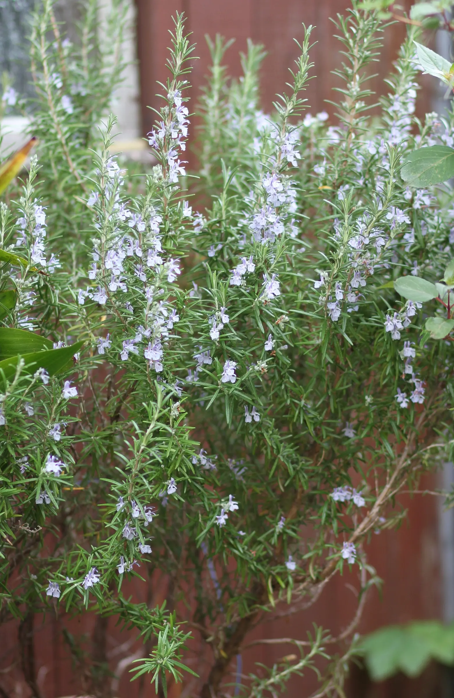 Rosemary (Rosmarinus Officinalis) — Typically reaching heights of 3 to 5 feet with a comparable spread; botanical name *Rosmarinus officinalis*