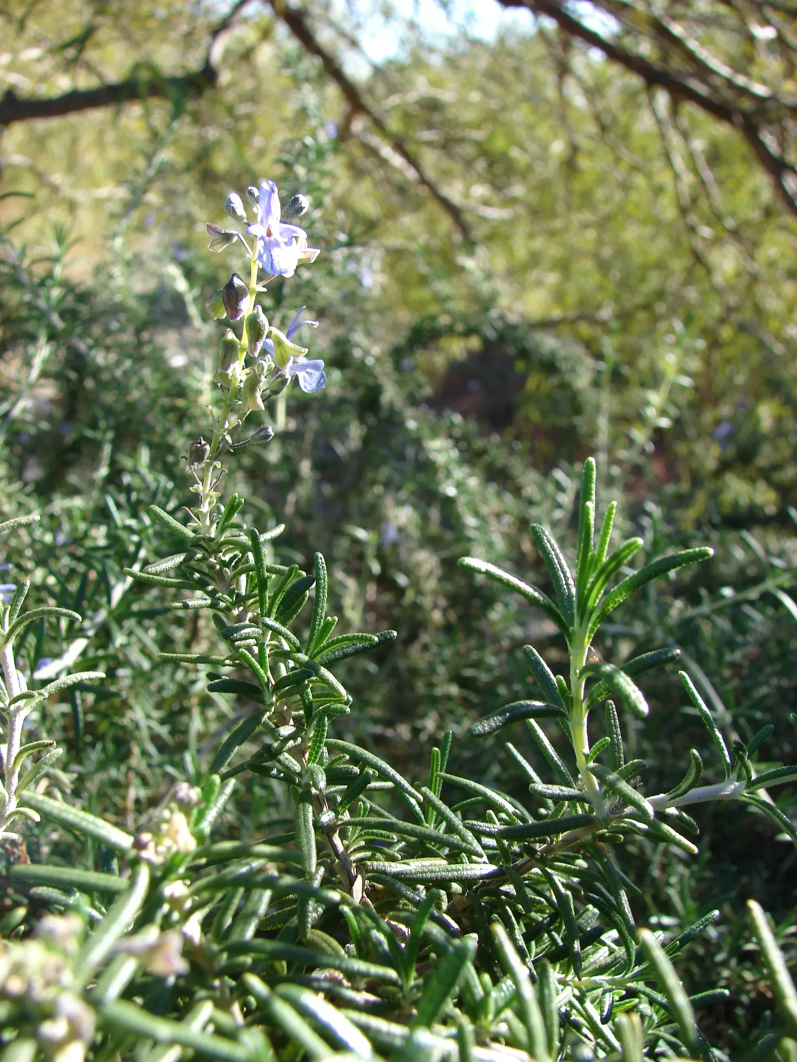 Rosemary (Rosmarinus Officinalis) — In spring to early summer, it produces small, bee-attracting, blue to purplish flowers; rosemary thrives in, image 45