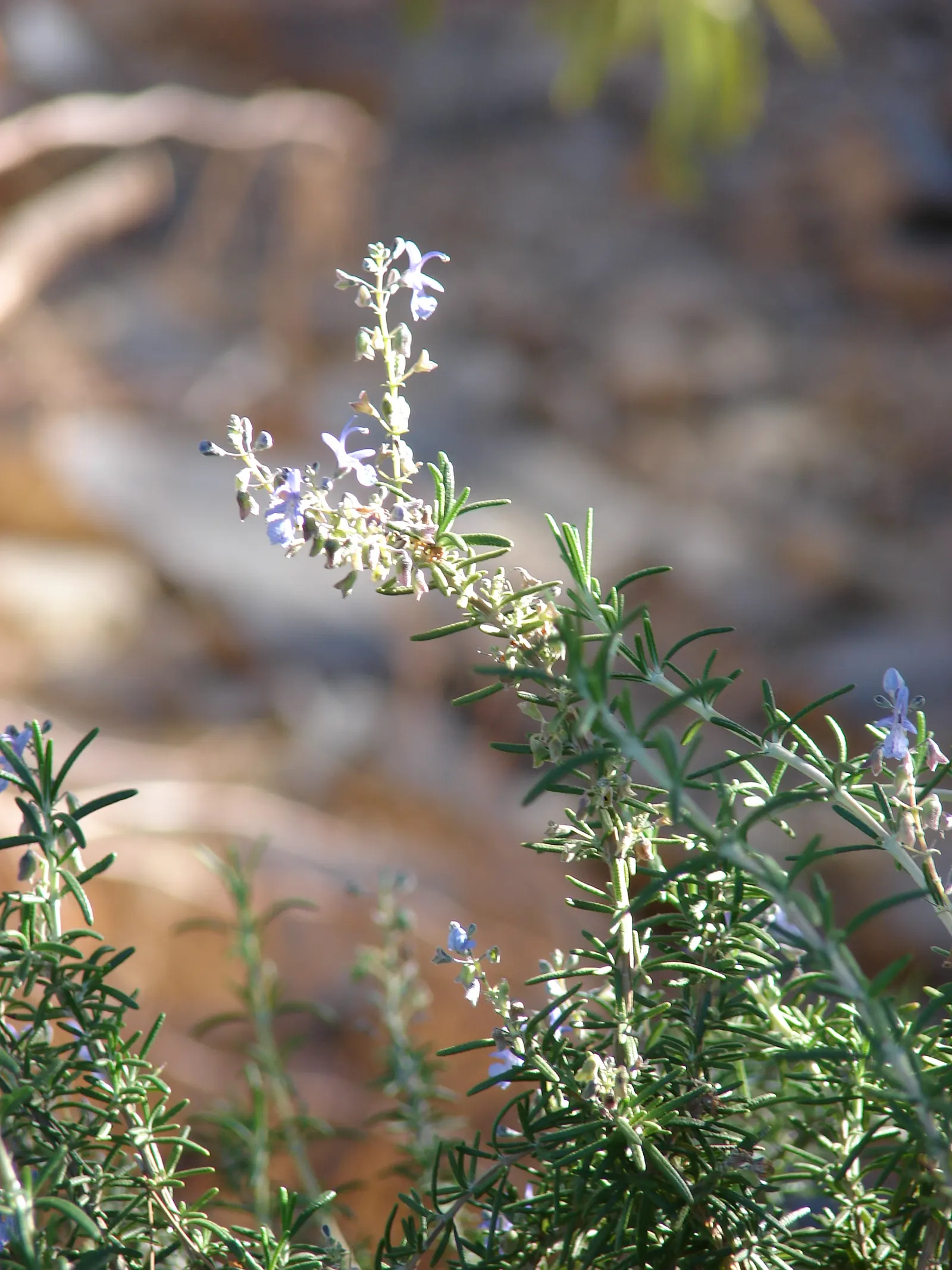 Rosemary (Rosmarinus Officinalis) — herb for full; or as a part of a herb garden or xeriscape