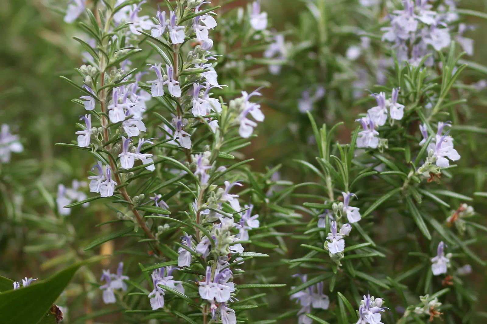 Rosemary (Rosmarinus Officinalis) — renowned for its versatility and resilience in various landscape settings; herb for full
