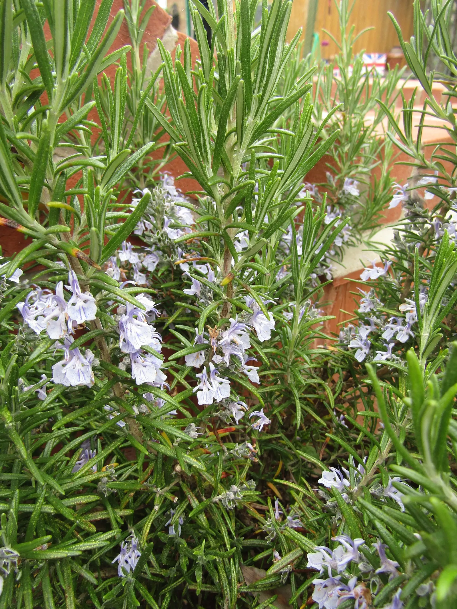 Rosemary (Rosmarinus Officinalis) — Rosemary (Rosmarinus officinalis) is a fragrant; its drought resistance makes it ideal for xeriscaping, image 121