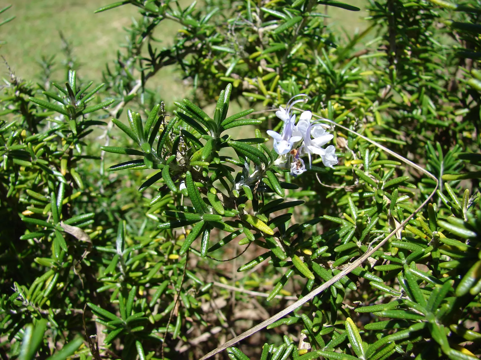 Rosemary (Rosmarinus Officinalis) — Typically reaching heights of 3 to 5 feet with a comparable spread; botanical name *Rosmarinus officinalis*, image 50