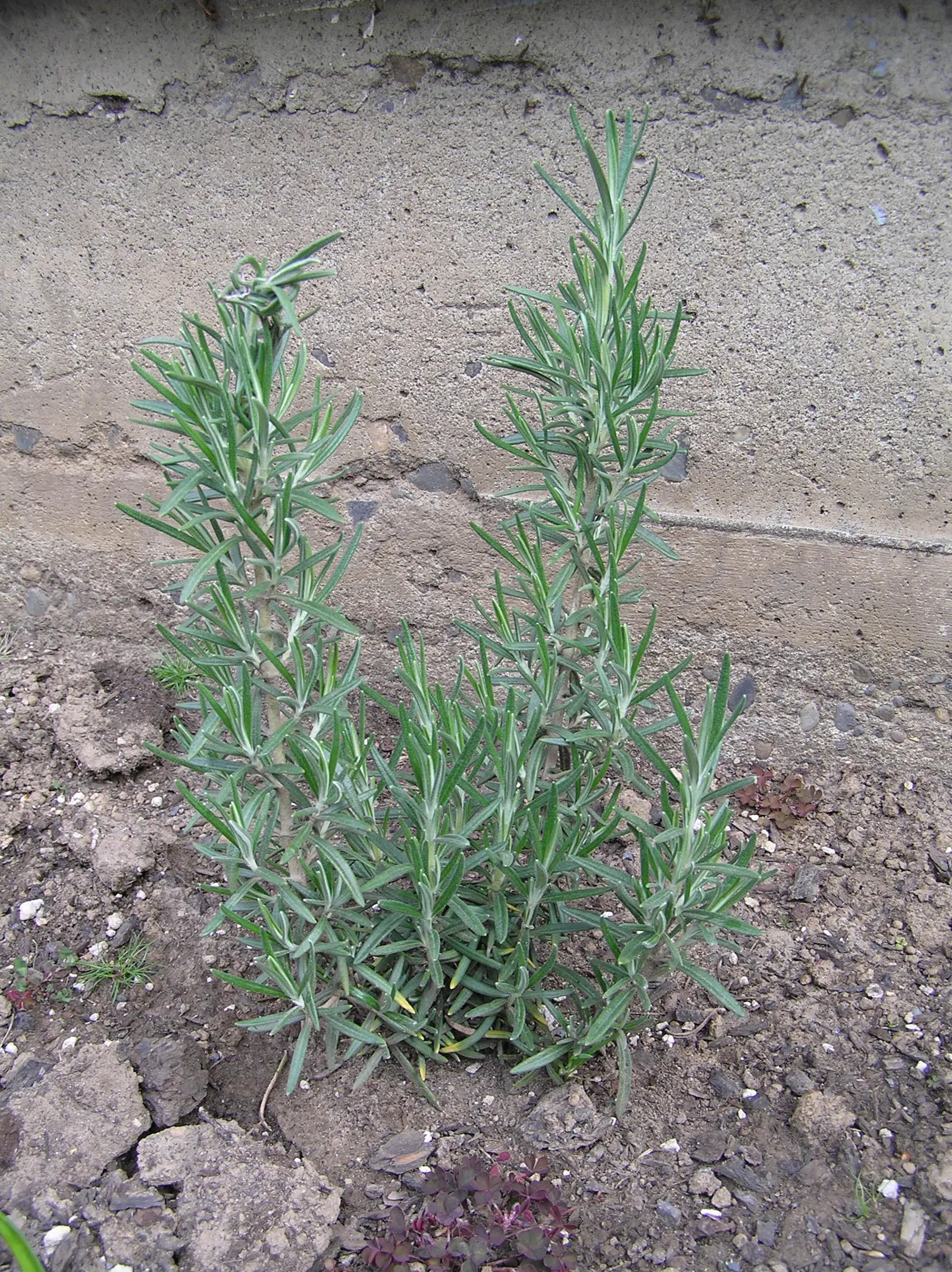 Rosemary (Rosmarinus Officinalis) — herb for full; or as a part of a herb garden or xeriscape, image 60