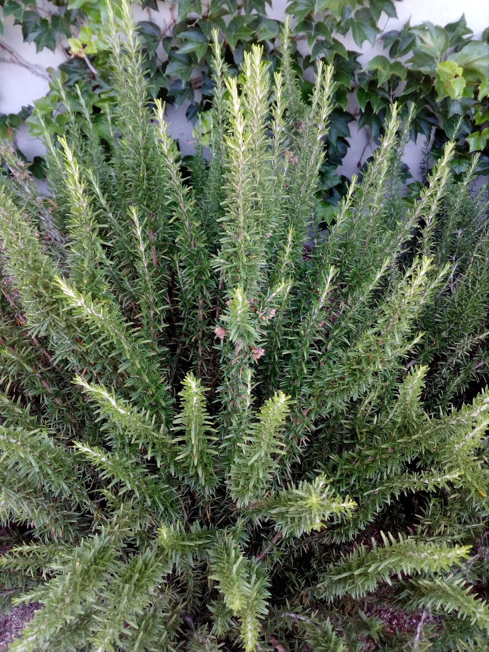 Rosemary (Rosmarinus Officinalis) — requiring a minimum of 6 to 8 hours of direct light daily; is a highly aromatic evergreen shrub, image 53