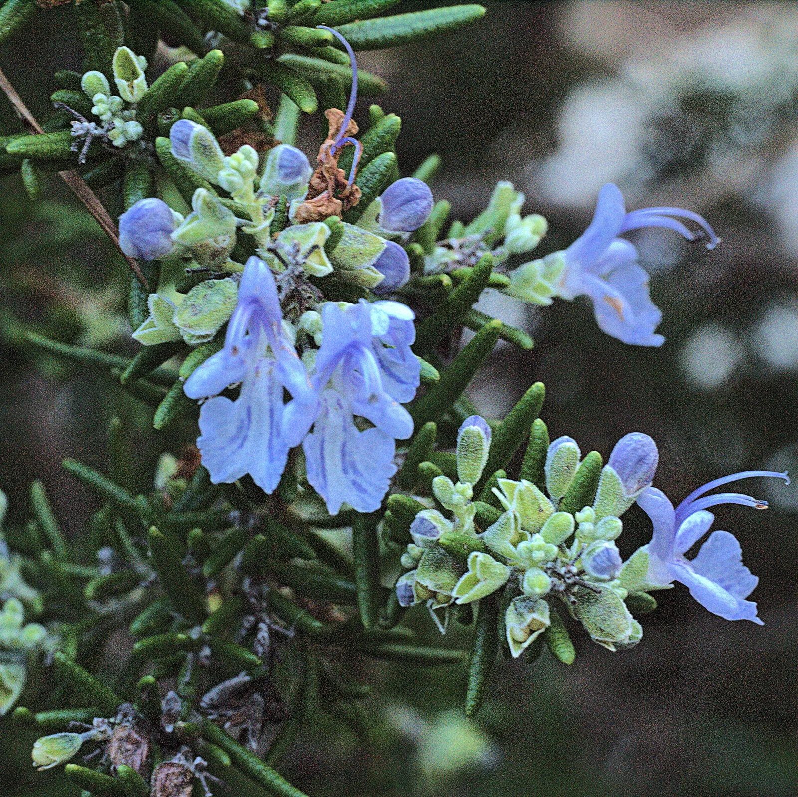 Rosemary (Rosmarinus Officinalis) — blue flowers in the garden; thriving in full sun, it reaches heights of 3-5 feet with a spread of 2-4 feet, image 58