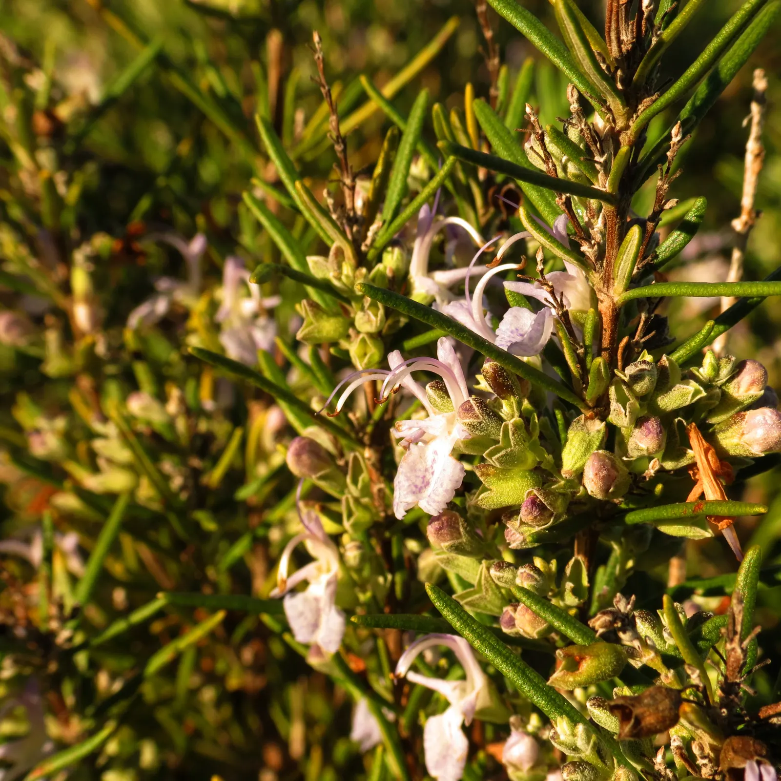 Rosemary (Rosmarinus Officinalis) — Rosemary's dense foliage of needle-like leaves provides a robust texture and a rich; this sun-loving perennial, image 51