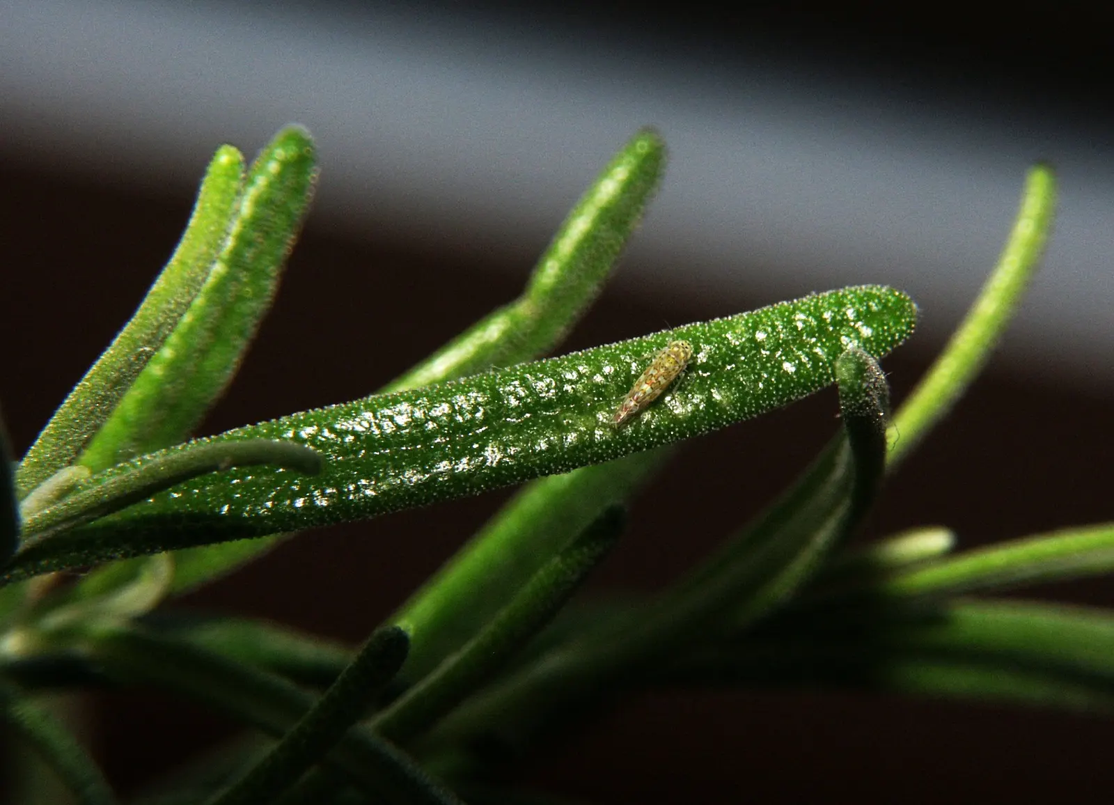 Rosemary (Rosmarinus Officinalis) — consider its utility as a border plant; renowned for its versatility and resilience in various landscape, image 96