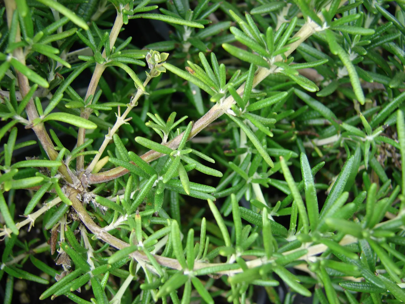 Rosemary (Rosmarinus Officinalis) — botanical name *Rosmarinus officinalis*; hardy in USDA zones 8-10, rosemary pairs well with other Mediterranean, image 47