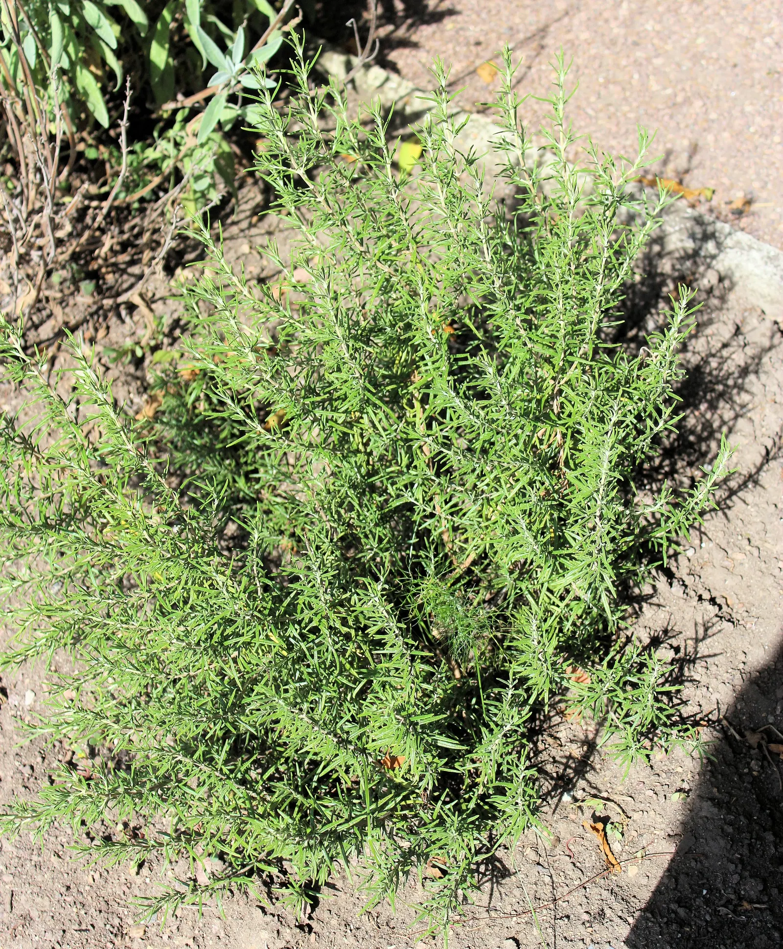 Rosemary (Rosmarinus Officinalis) — Its drought resistance makes it ideal for xeriscaping; in spring to early summer, it produces small, image 64