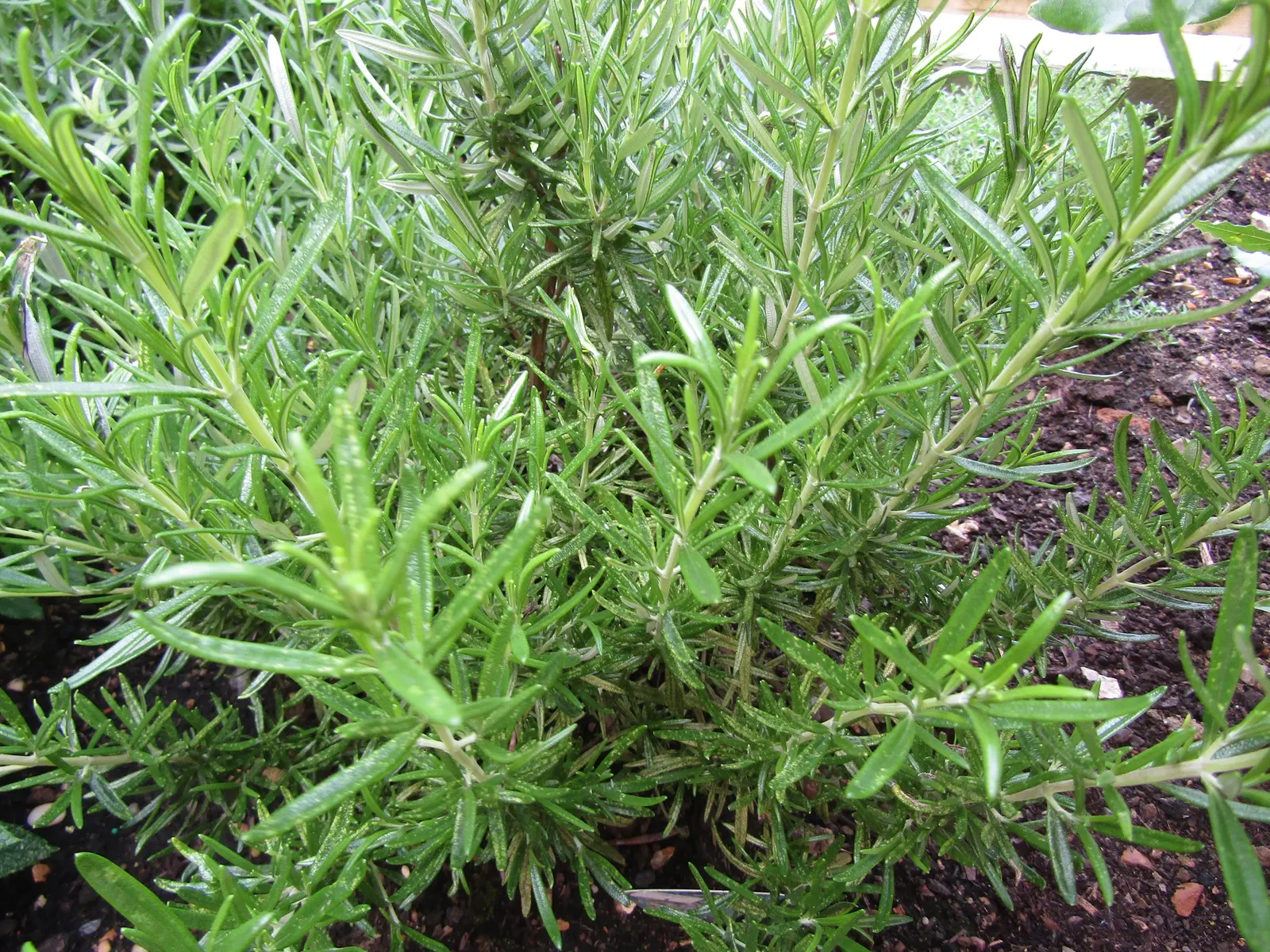 Rosemary (Rosmarinus Officinalis) — herb for full; or as a part of a herb garden or xeriscape, image 120