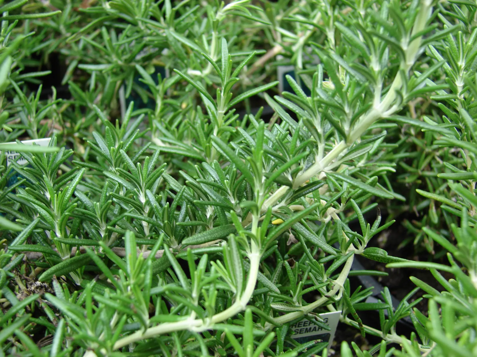 Rosemary (Rosmarinus Officinalis) — Rosemary thrives in well-drained soils and flourishes in full sun; rosemary (Rosmarinus officinalis) is a fragrant
